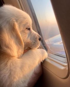 a white dog sitting on top of an airplane seat looking out the window at the sky