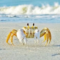 a crab on the beach with its legs spread out and two crabs in it's claws