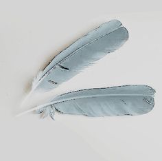 two feathers on a white background