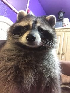 a raccoon is sitting on someone's lap and looking at the camera