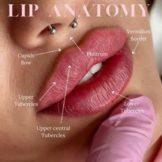 the lip anatomy is shown in this image