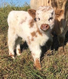 a brown and white calf standing next to another cow on a grass covered field sticker