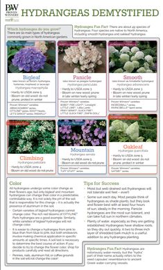 the different types of flowers that are featured in this brochure, which includes purple and