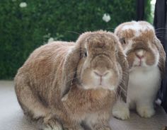 two rabbits sitting next to each other in front of a mirror