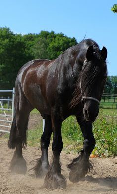 a black horse is running in the dirt