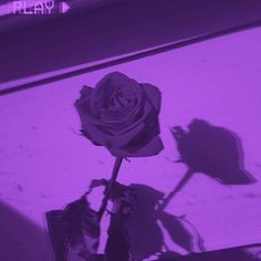 the shadow of a single rose on a purple background