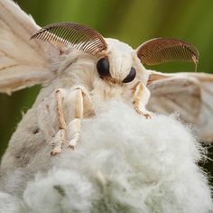 a close up of a bug on top of some white wool with wings and eyes