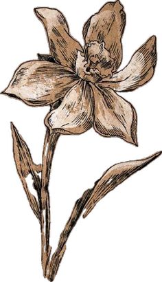 a drawing of a flower on a white background