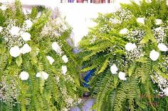 two ferns and white flowers in front of a window with bookshelves behind them