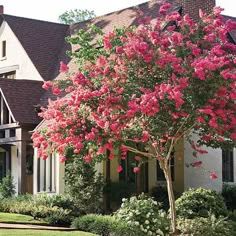 a pink tree in front of a white house with lots of flowers on the trees