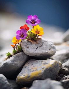 flowers growing out of rocks on the beach