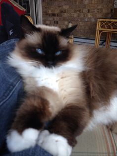 a cat with blue eyes laying on someone's lap