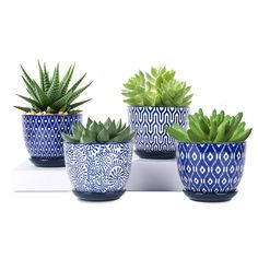 three blue and white planters with succulents in them on a shelf