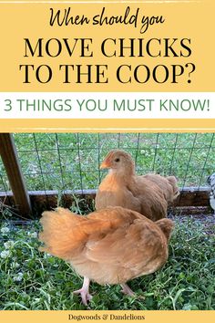 two chicks in a mobile chicken coop Chook House, Happy Chickens, Brooder Box, Chicken Brooder, Chicken Supplies, Homestead Animals, Baby Chicks Raising, Poultry Farming, Chicken Care