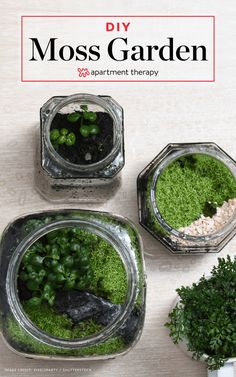 three glass containers filled with green plants on top of a table