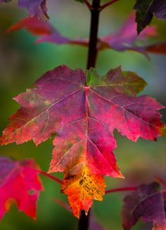 a close up of a leaf on a tree