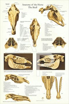 the anatomy of an animal's skull