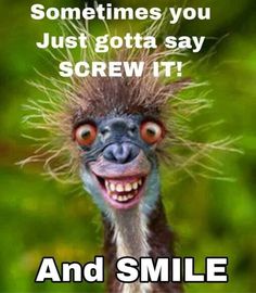 an emu smiling with the caption sometimes you just got a say screw it and smile