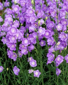 purple flowers are blooming in the garden