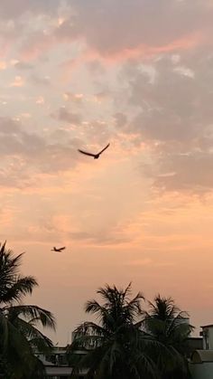 two birds are flying in the sky above some palm trees and buildings at sunset or dawn