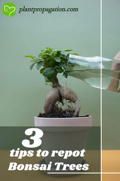 3 tips to repot Bonsai Trees