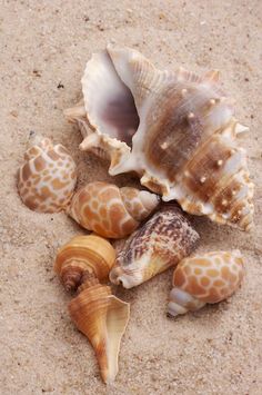 several seashells on the beach with sand