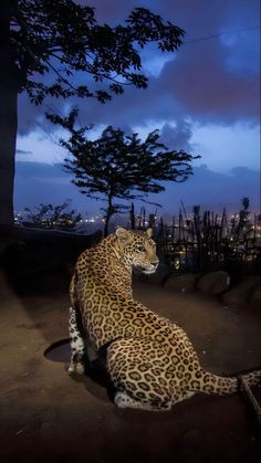 a large leopard sitting on top of a dirt ground next to a tree at night