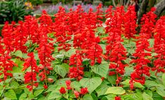 red flowers are blooming in the garden