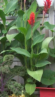 a red planter filled with lots of green leaves and flowers next to a wooden fence