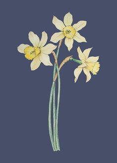 three yellow daffodils with green stems against a dark blue background in watercolor