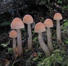 several mushrooms are growing in the mossy ground