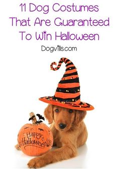 a dog wearing a witches hat and holding a pumpkin with the caption, 11 dog costumes that are quaranted to win halloween