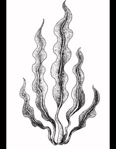 an ink drawing of seaweed on a white background stock photo, images and royalty