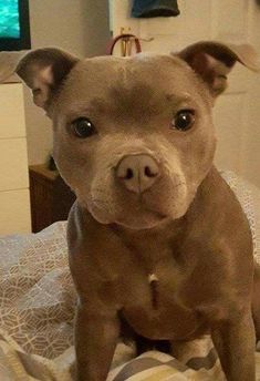 a brown dog sitting on top of a bed