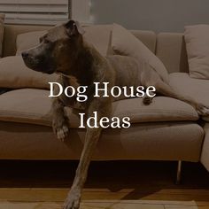 a dog sitting on top of a couch with the words dog house ideas