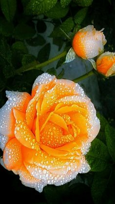 an orange rose with water droplets on it