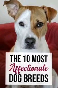 a brown and white dog holding a sign that says the 10 most affectionate dog breeds