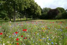 Wildflowers next to a lawn area Gardening Gift Set, Field Background, Flowers Field, Soil Conditioner, Natural Background, Wildflower Garden, Background Hd, Top Soil, Landscaping Tips