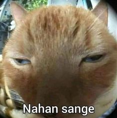 an orange cat with the caption nahan sangge on it's face