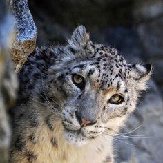 a snow leopard staring at the camera