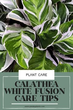 calathea white fuson care tips with text overlay that reads plant care