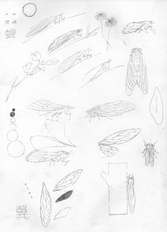 a drawing of different types of insects