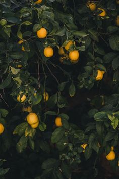 there are many lemons growing on the tree