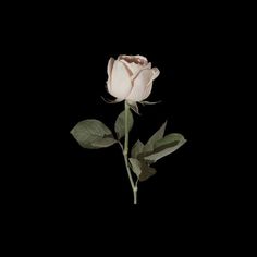 a single white rose on a black background