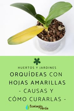 there is a plant in a pot with leaves on it and the words, hueros y jardines orquidas con hojas amarrilas causa y cunarias