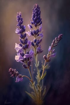 purple flowers are in the foreground and blurry background, with dark blue hues