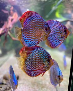 three blue and red discus fish swimming in an aquarium