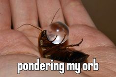 a close up of a person's hand holding a small insect with the caption pondering my orb