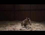 a small horse is sitting in the hay