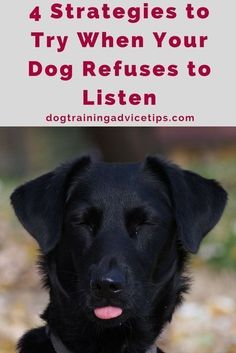 a black dog with its tongue out and the words, 4 stages to try when your dog refuses to listen